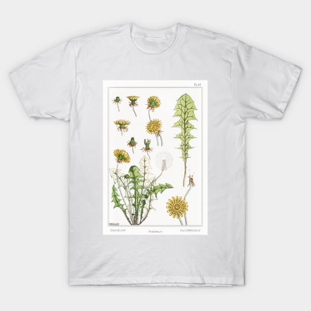 Dandelion (1896) T-Shirt by WAITE-SMITH VINTAGE ART